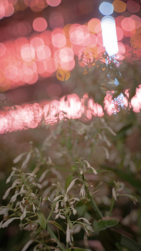 Flowers with building LEDs in the background