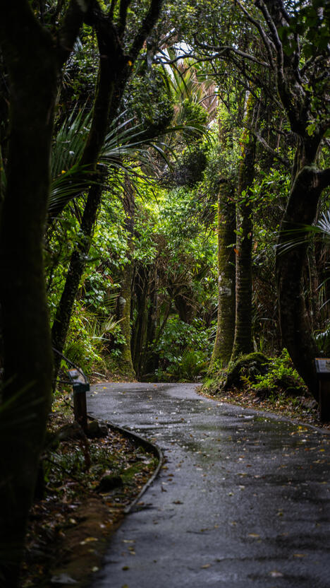 A rainy path at Pancake Rocks