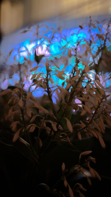 Flowers with LEDs in the Background