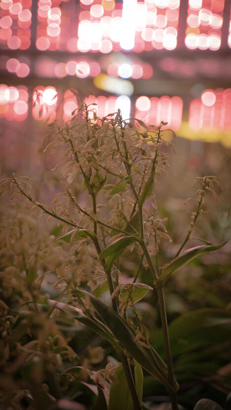 Flowers with building LEDs in the background